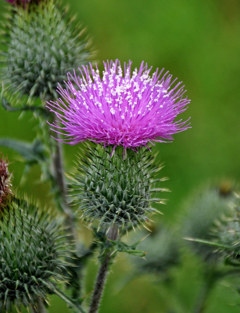 Image of Cirsium vulgare specimen.