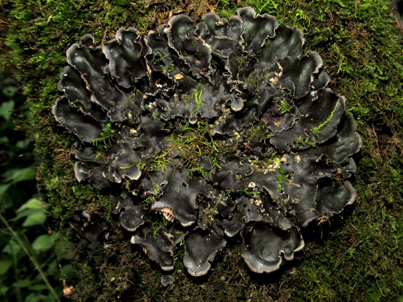 Image of Peltigera collina specimen.