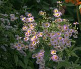 Erigeron annuus subspecies lilacinus. Верхушки цветущих растений. Московская обл., Раменский р-н, окр. дер. Хрипань, садовый участок. 04.08.2019.