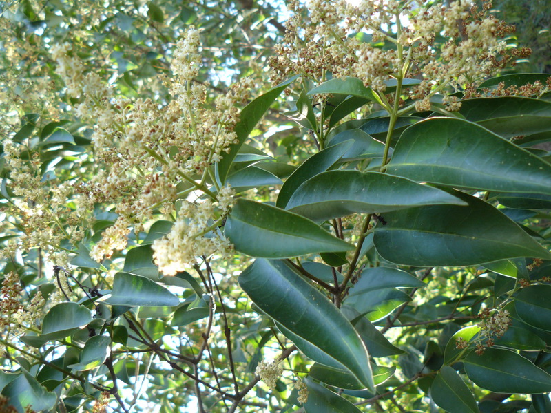 Изображение особи Ligustrum lucidum.