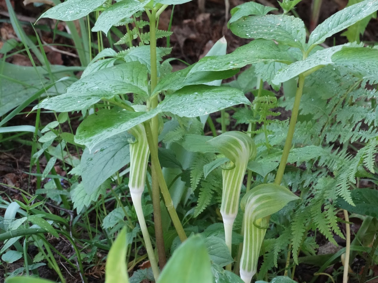 Изображение особи Arisaema amurense.