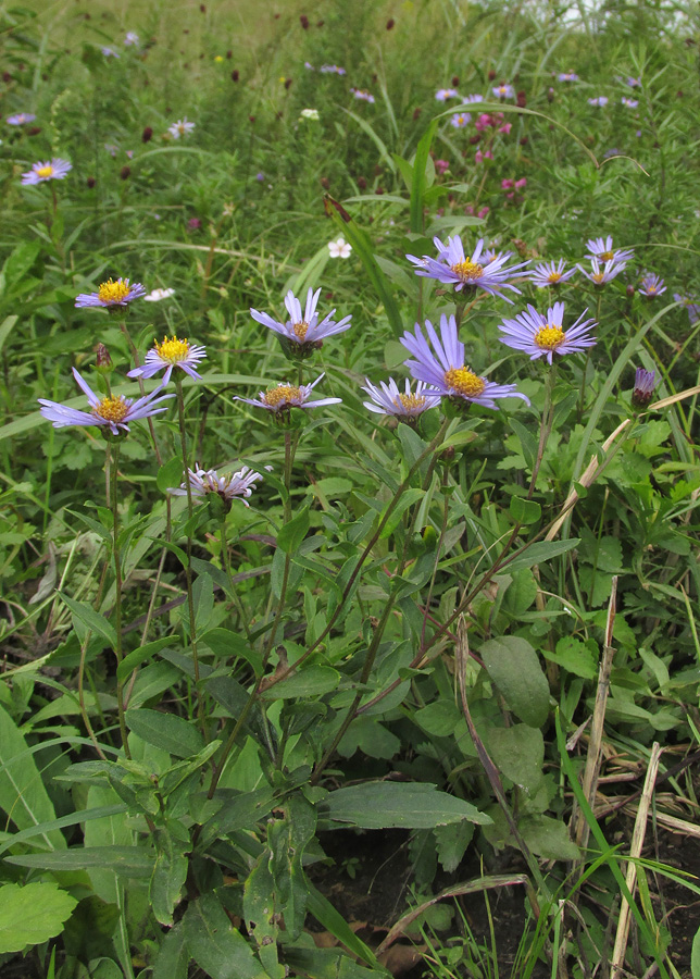 Image of Aster maackii specimen.
