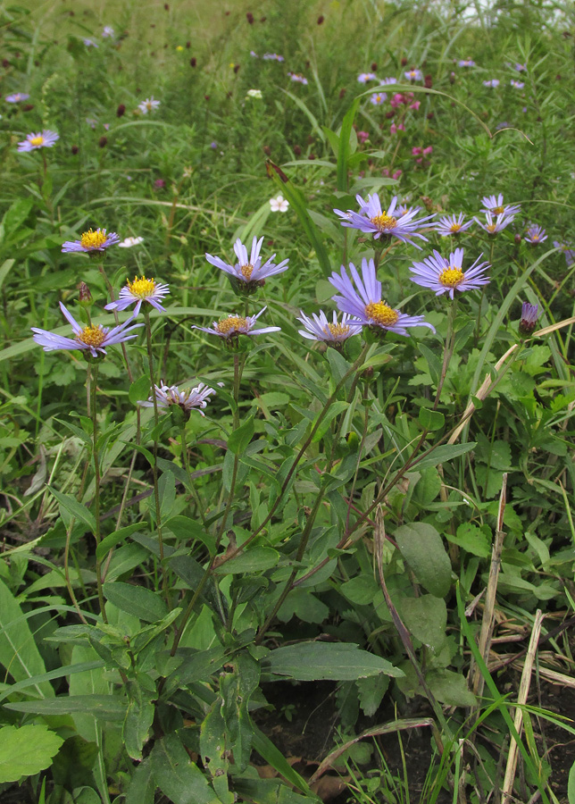 Изображение особи Aster maackii.