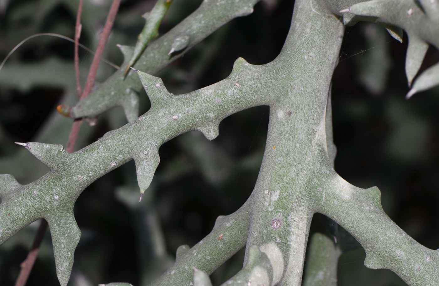 Изображение особи Euphorbia stenoclada.