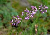 Allium rubens. Верхушки побегов с соцветиями. Челябинская обл., Кыштымский гор. округ, гора Сугомак, ≈ 600 м н.у.м., сухой луговой склон. 04.08.2019.