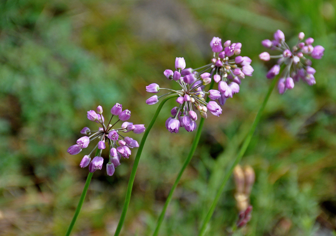 Image of Allium rubens specimen.