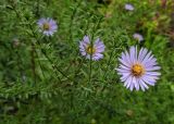 genus Symphyotrichum. Верхушка веточки с соцветием. Крым, Южный Берег, пос. Партенит, в культуре. 25.09.2019.