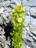 Cruciata coronata