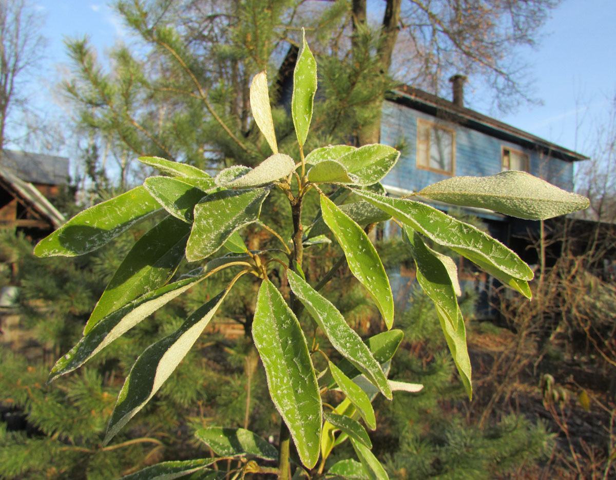 Image of Magnolia virginiana specimen.