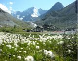 Eriophorum altaicum