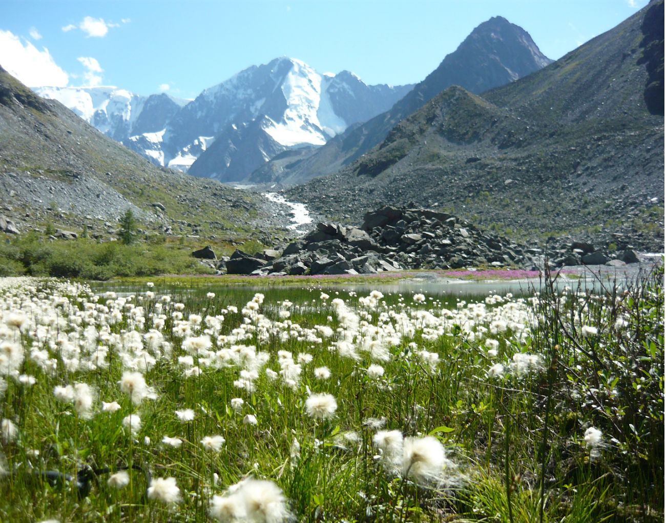 Изображение особи Eriophorum altaicum.