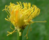 Trollius europaeus. Лепестки-нектаринки и тычинки (чашелистики удалены). Свердловская обл., окр. г. Североуральск, луг на берегу р. Вагран. 15.06.2010.