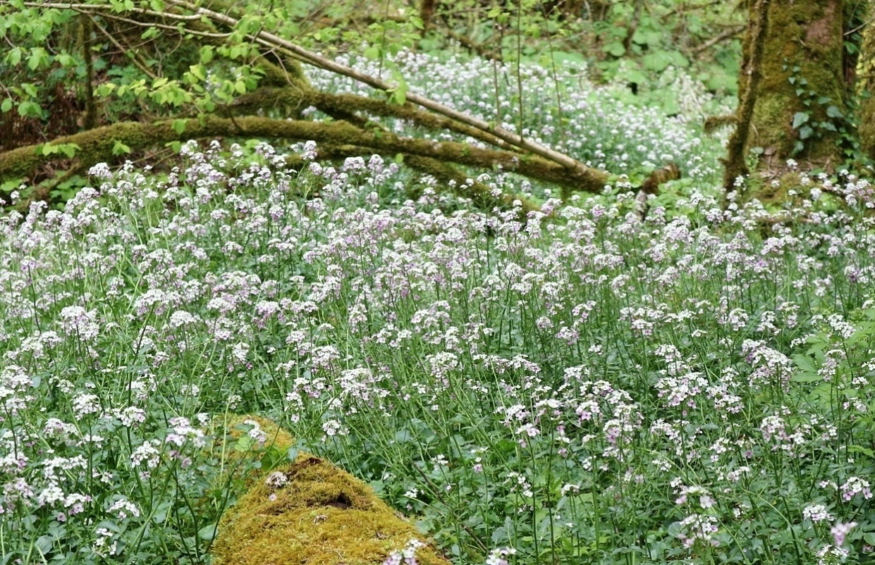 Image of Cardamine seidlitziana specimen.