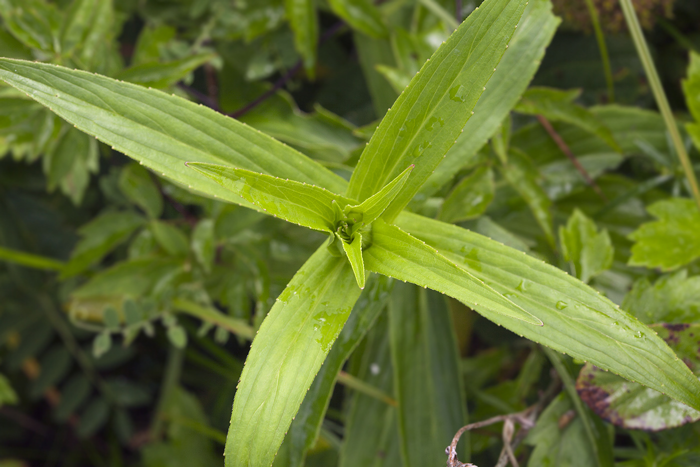 Изображение особи Arnica sachalinensis.