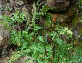 genus Rumex. Плодоносящие растения. Сахалинская обл., Корсаковский р-н, побережье перед мысом Великан, подножье коренного скального берега. 15.08.2019.