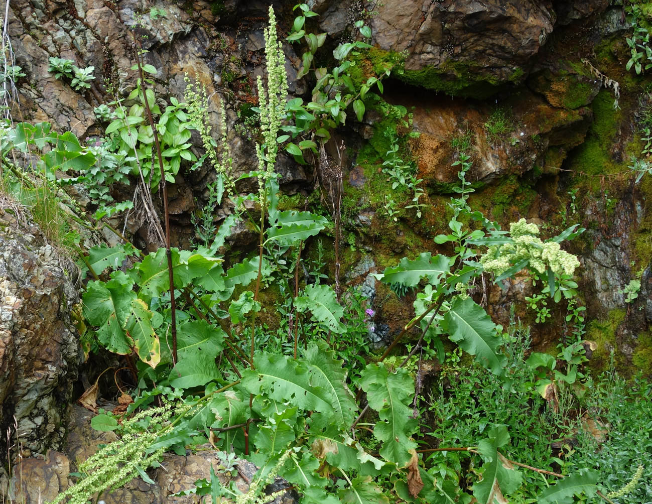 Image of genus Rumex specimen.