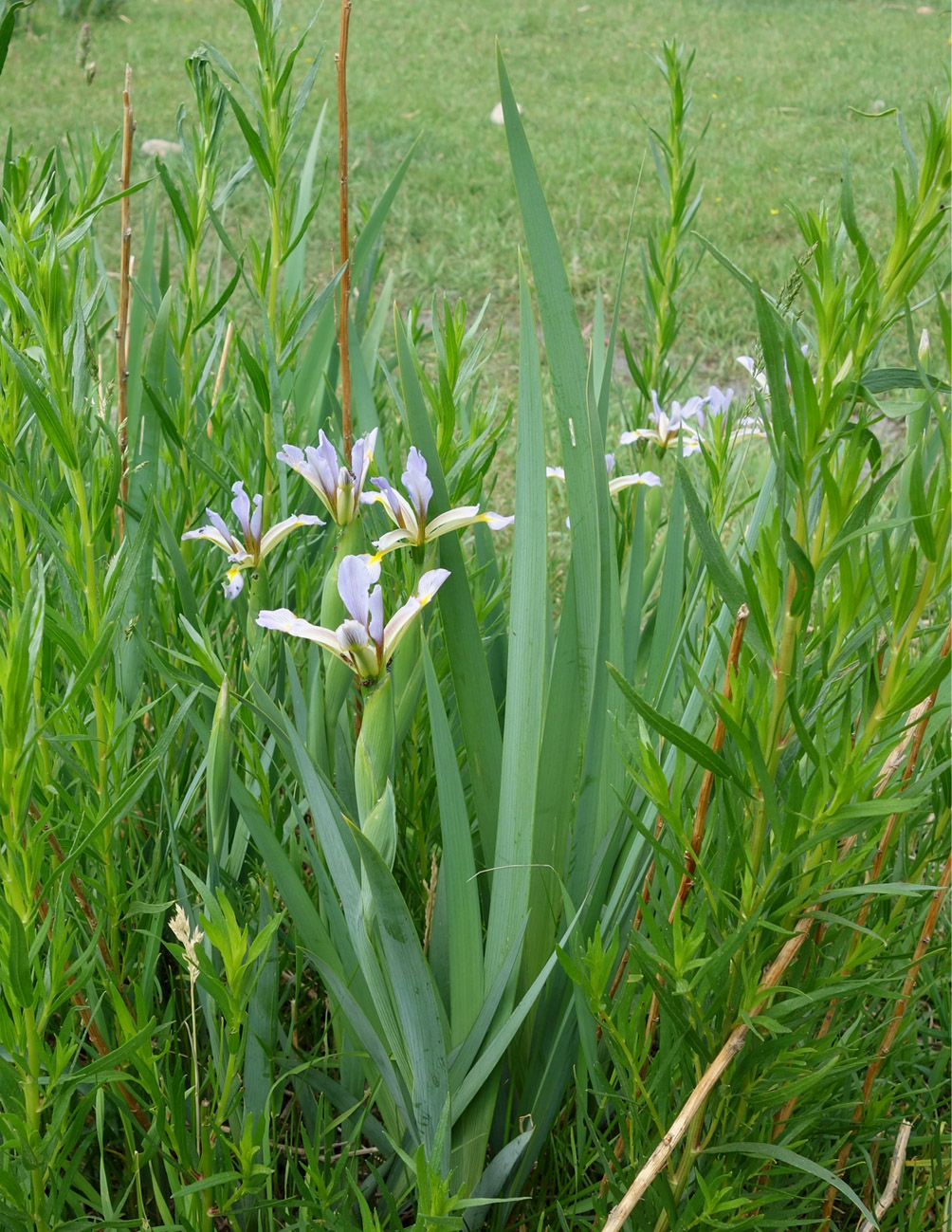 Изображение особи Iris sogdiana.