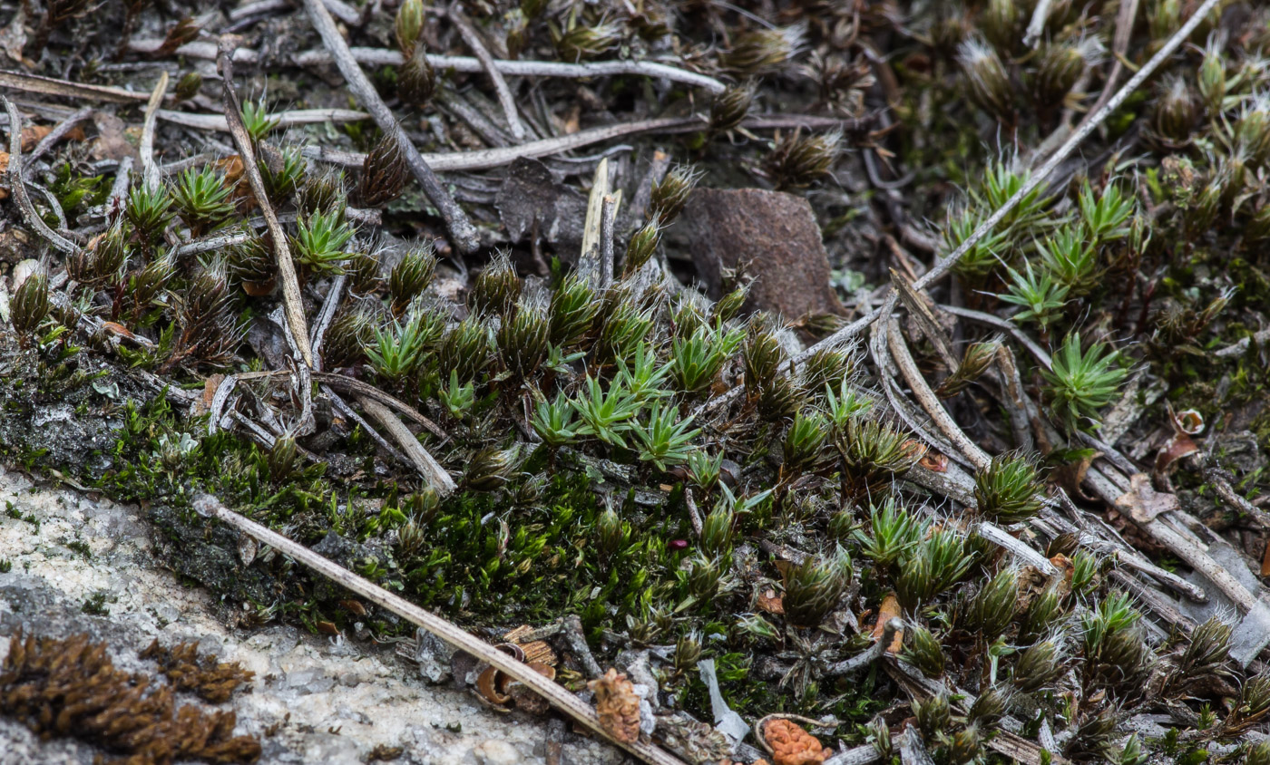 Image of Polytrichum piliferum specimen.