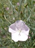 Convolvulus pseudocantabrica. Верхушка побега с цветком. Кыргызстан, Чуйская обл., окр. г. Бишкек восточнее с. Орто-Сай, предгорье, начало лога между холмами. 25.05.2019.