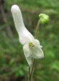 Aconitum septentrionale. Цветок (белоцветковая форма). Архангельская обл., Вельский р-н, окр. пос. Усть-Шоноша, лес. 17 июля 2010 г.