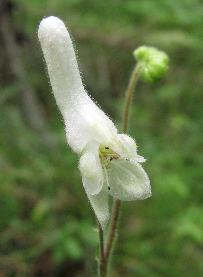 Image of Aconitum septentrionale specimen.