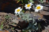 Richteria pyrethroides