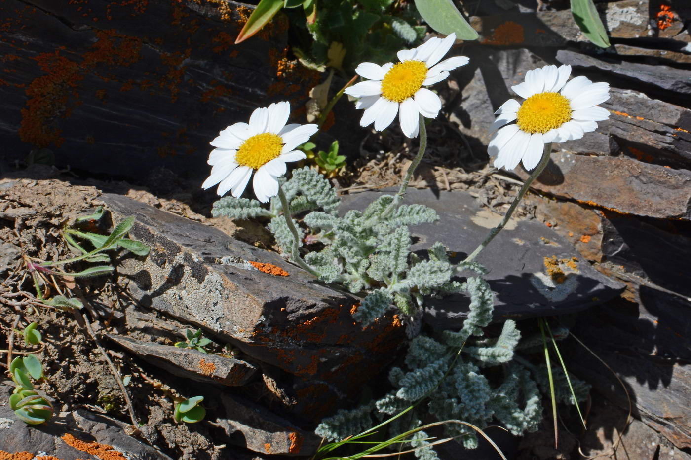 Image of Richteria pyrethroides specimen.