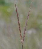 Andropogon distachyos