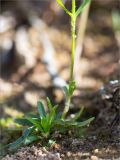 Centaurium littorale. Розетка прикорневых листьев. Ленинградская обл., Кингисеппский р-н, окр. дер. Урмизно, побережье Финского залива, заросли тростника (Phragmites australis) на песке. 31.08.2019.