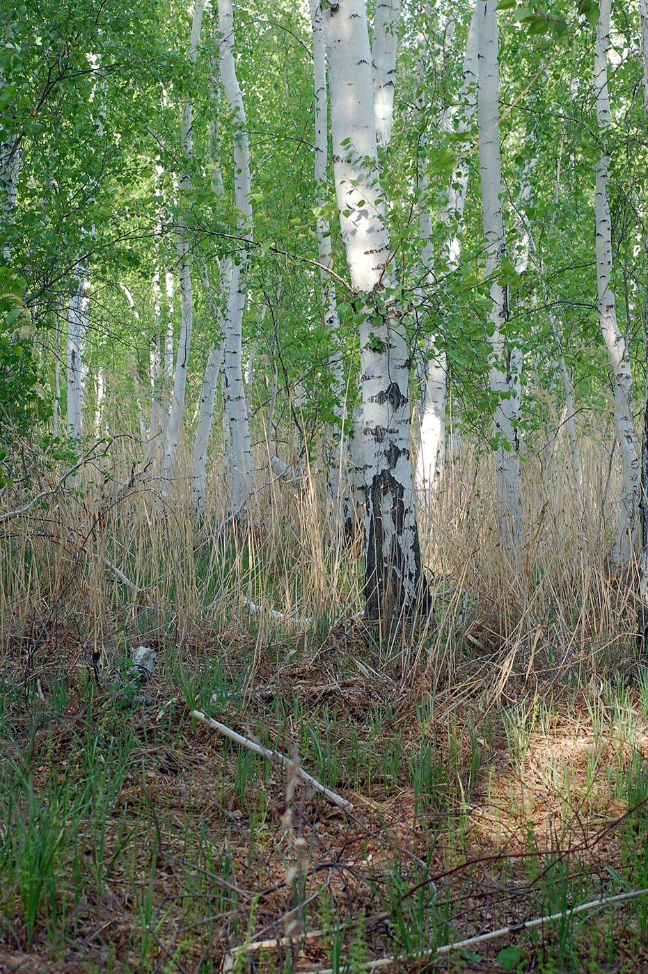 Изображение особи Betula pendula.