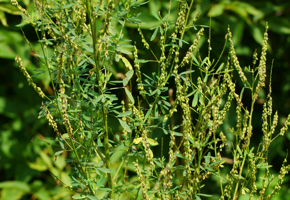 Изображение особи Melilotus albus.