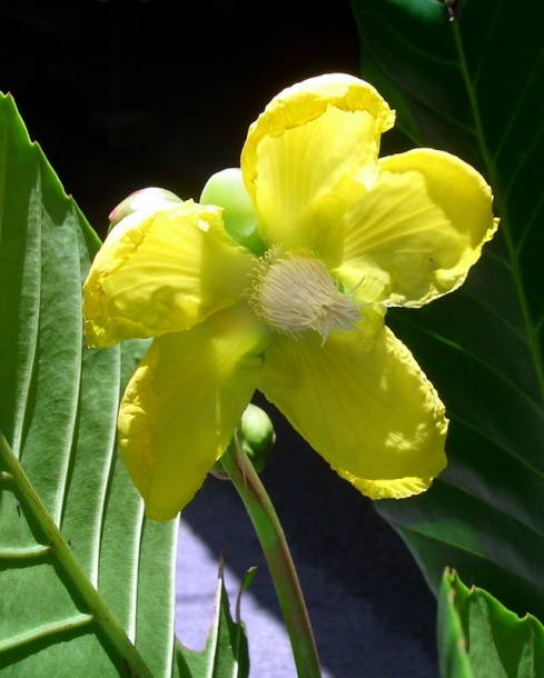 Image of Dillenia suffruticosa specimen.