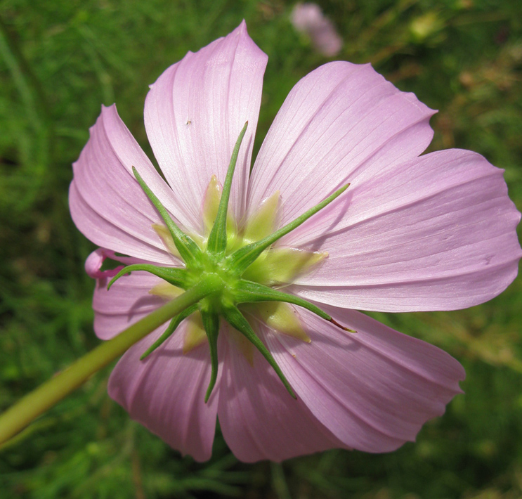 Image of Cosmos bipinnatus specimen.