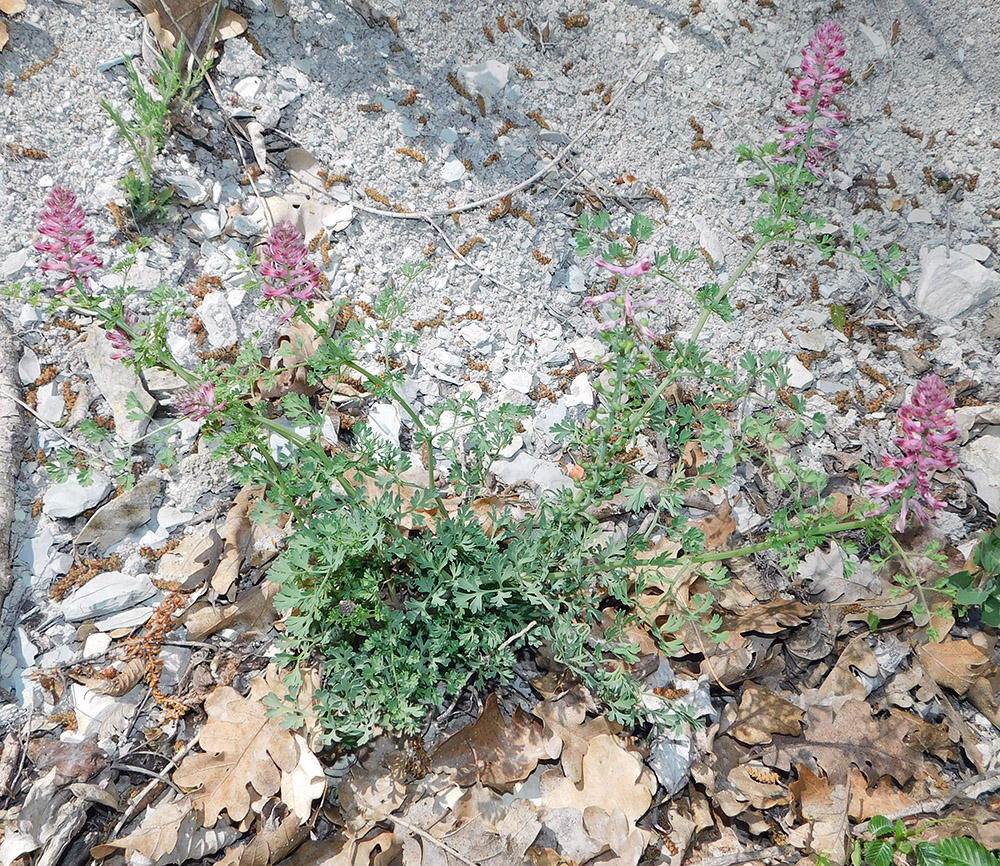 Image of Fumaria officinalis specimen.
