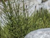 Equisetum palustre