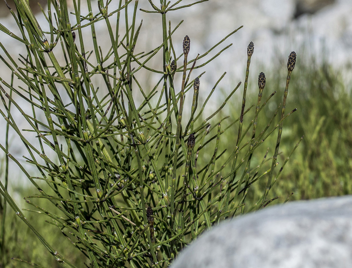 Image of Equisetum palustre specimen.