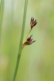 Juncus filiformis