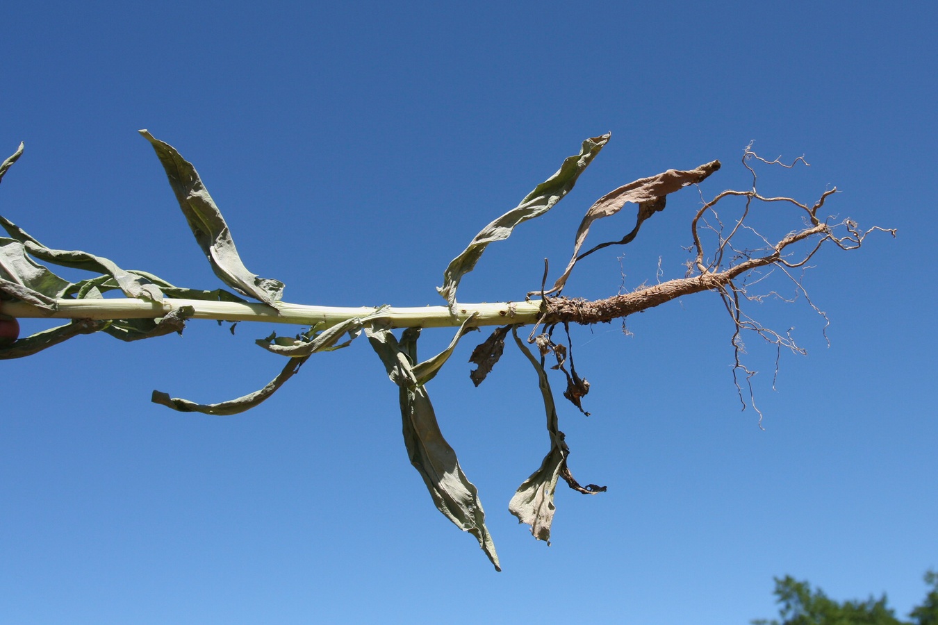 Image of Isatis tinctoria specimen.