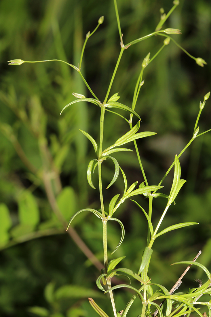 Image of Stellaria graminea specimen.