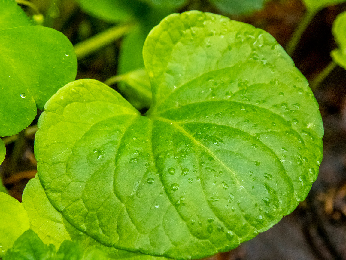 Изображение особи Viola palustris.