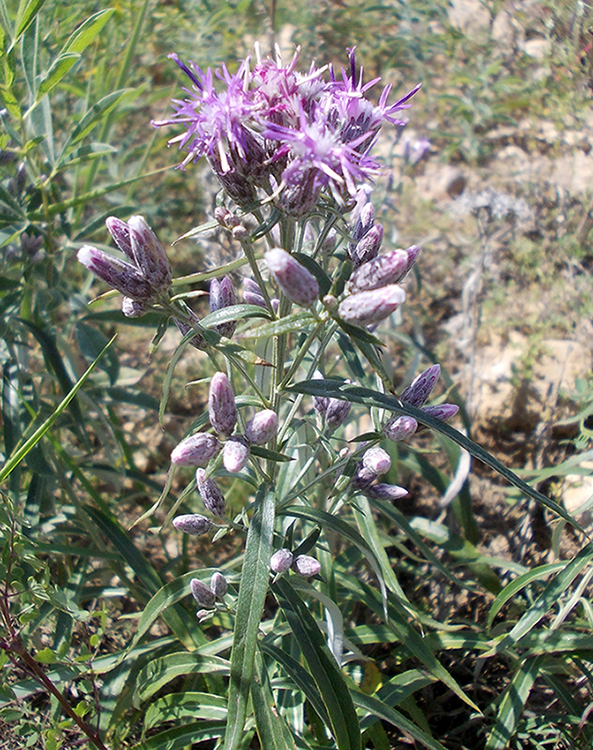 Изображение особи Saussurea salicifolia.