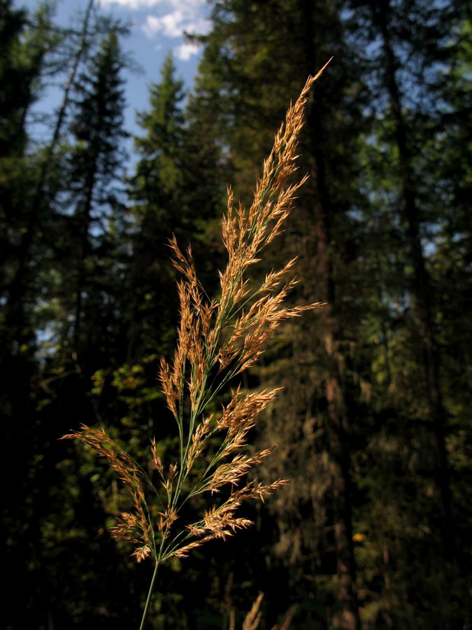 Изображение особи Calamagrostis langsdorffii.