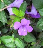 genus Barleria