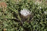 Carlina acaulis ssp. caulescens