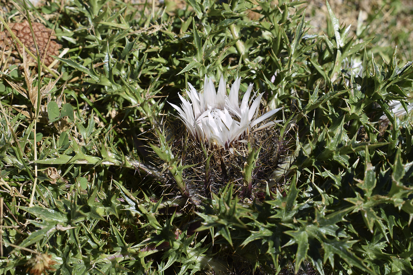 Изображение особи Carlina acaulis ssp. caulescens.