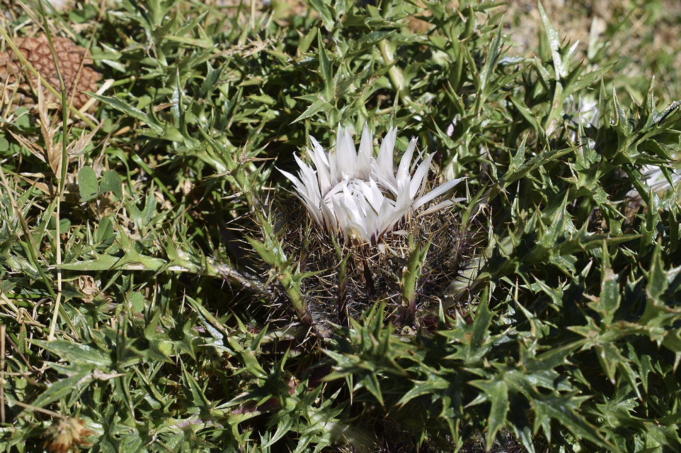 Image of Carlina acaulis ssp. caulescens specimen.