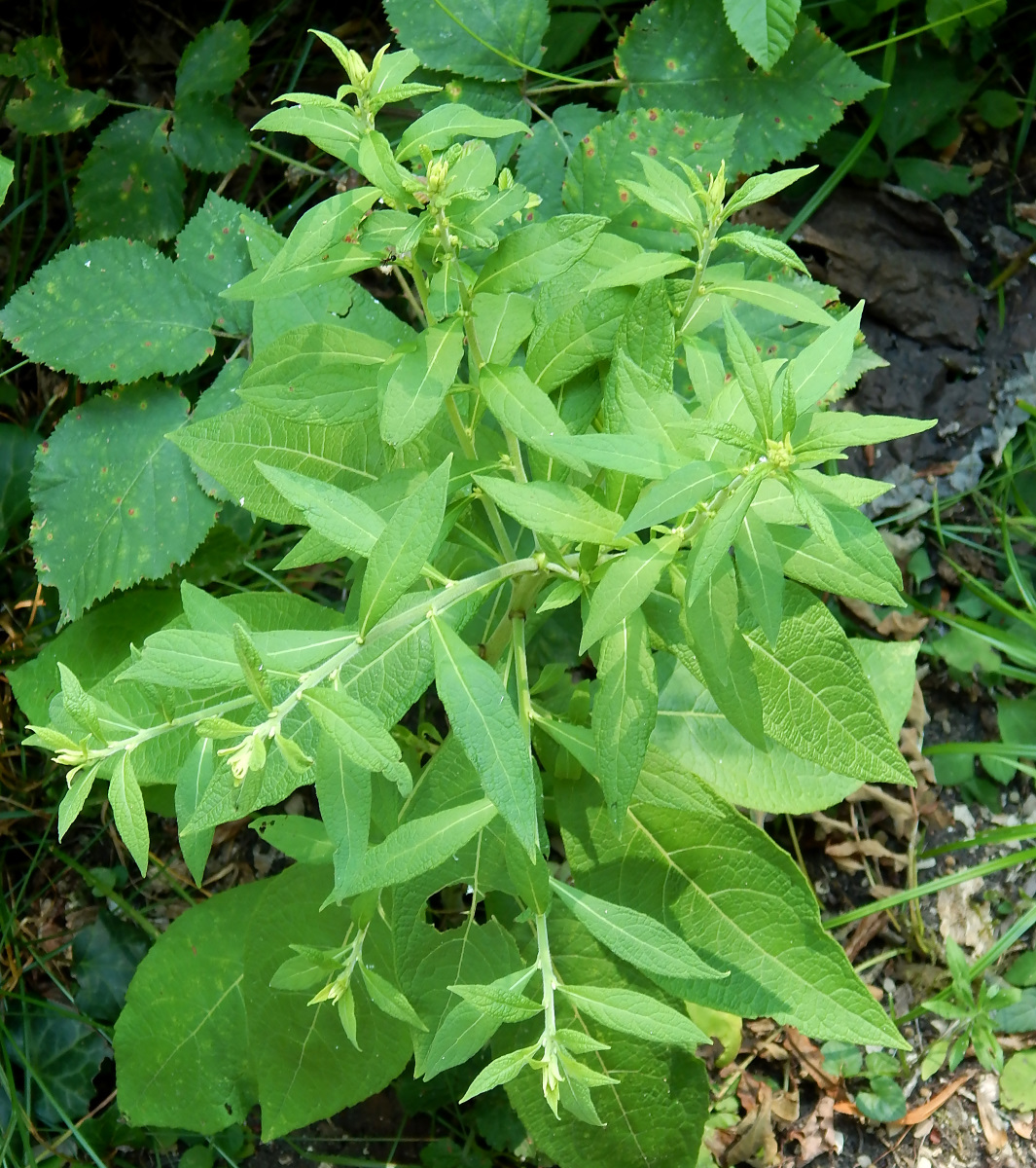 Image of Inula conyza specimen.