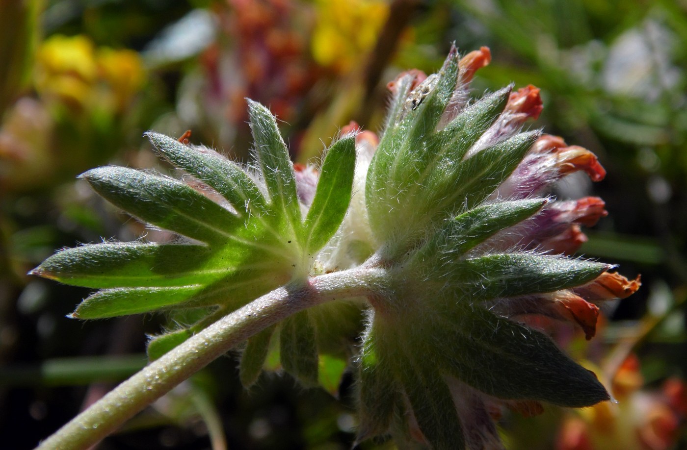 Изображение особи Anthyllis variegata.