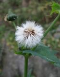 Sonchus oleraceus