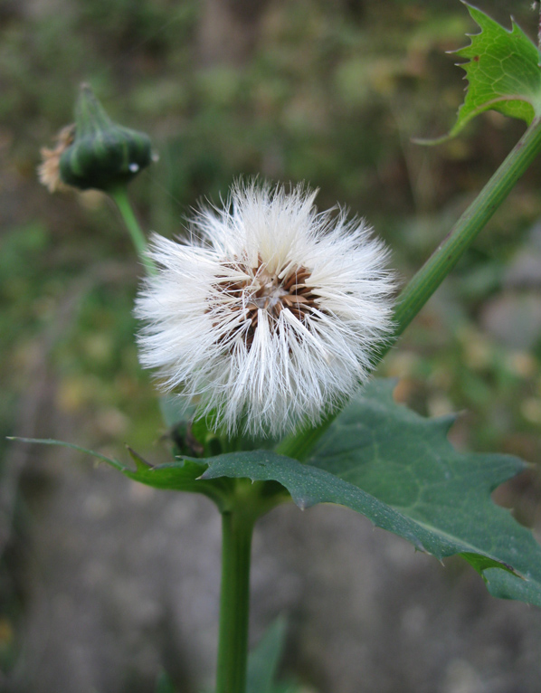 Изображение особи Sonchus oleraceus.